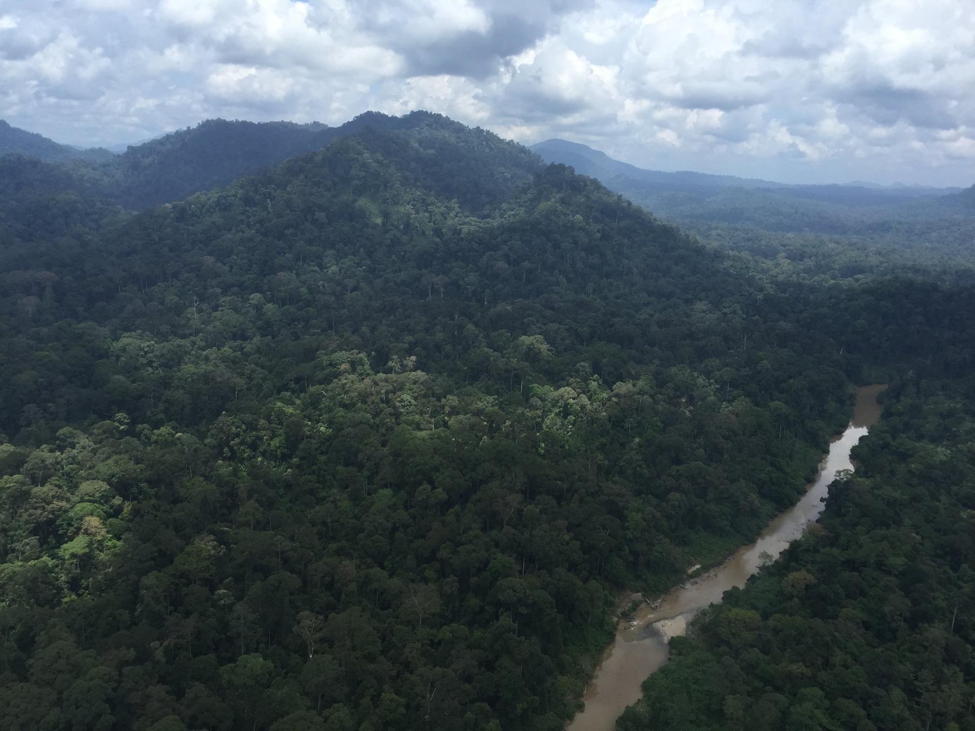 Borneo rainforest canopy - belian.earth forest carbon analysis