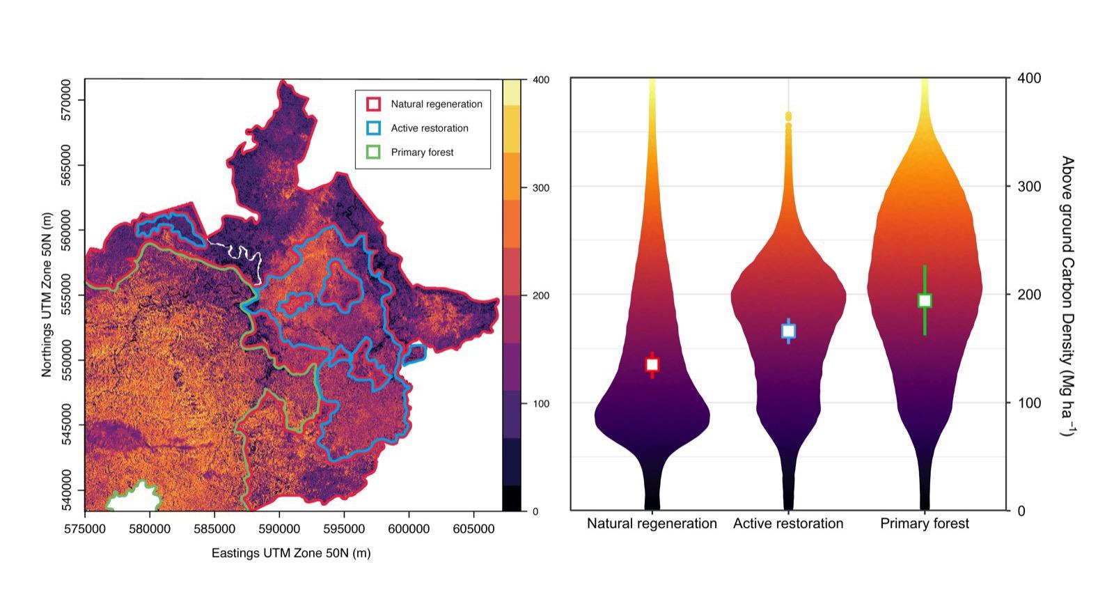 Aboveground Carbon Density (ACD) across the entire study area. (Left) ACD (Mg ha⁻¹) across the study landscape in 2016 derived from an airborne LiDAR-derived carbon map (30-m resolution). Naturally regenerating logged forest (225 km²) is outlined in red, logged forest that underwent active restoration (124 km²) is outlined in blue, and the primary forest (449 km²) is outlined in green. The color bar indicates low (dark) to high (light) values of ACD. UTM, Universal Transverse Mercator (in meters). (Right) Violin plots indicating the distribution of ACD (Mg ha⁻¹) from logged forest allowed to regenerate naturally (left, red outline), actively restored (middle, blue outline), and from primary unlogged forest (right, green outline). Figure from Philipson et al. (2020).