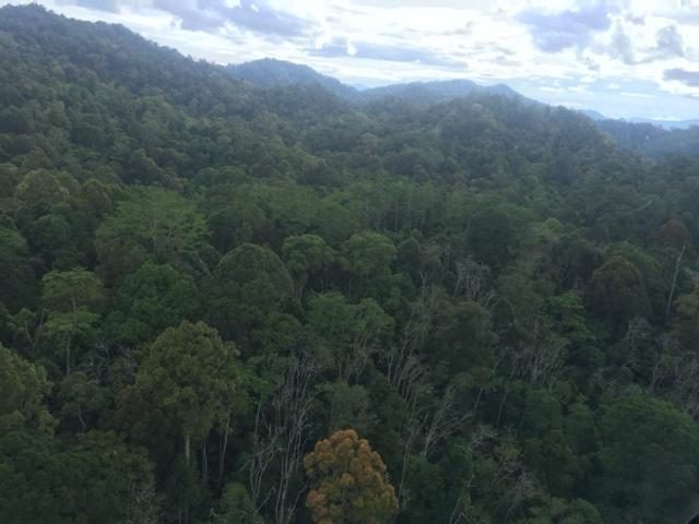 Forest canopy at the INFAPRO forest carbon project in Sabah, Malaysian Borneo