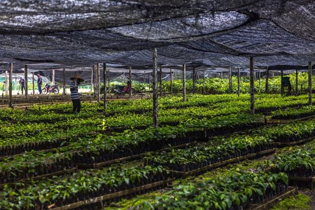 Dipterocarp seedlings in a restoration nursery
