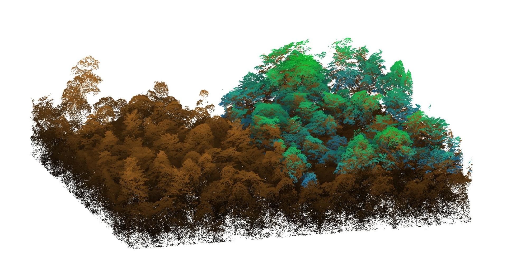 Airborne LiDAR point cloud of a 4-hectare liana-cut plot at the Sabah Biodiversity Experiment: the 2013 scan on the left (brown), the 2020 scan on the right (green). The green shows seven years of canopy growth, and gives a sense of the 3D detail in the dataset.