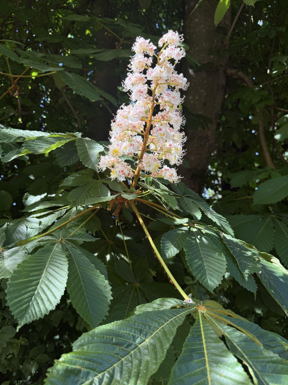 A horse chestnut flower spike among broad green leaves.