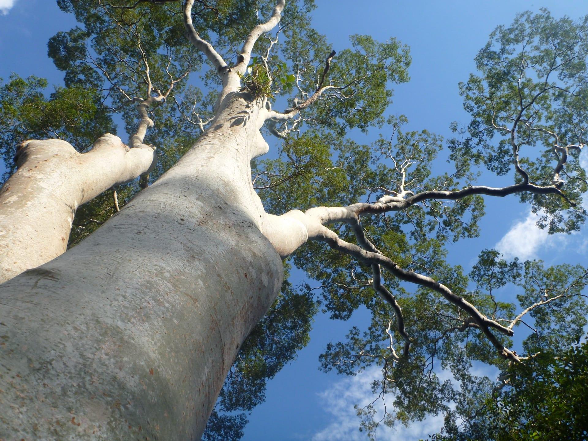 Mature mengaris canopy tree in Danum Valley, Borneo