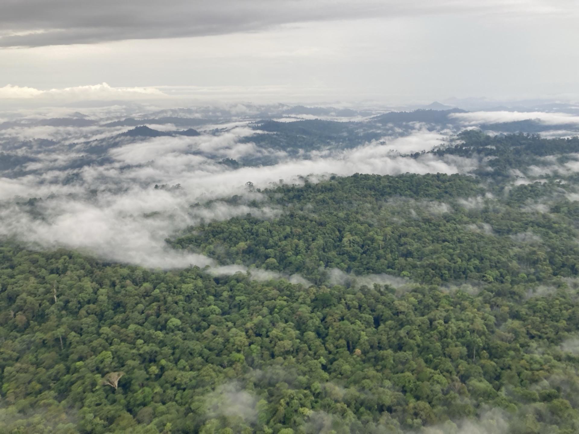 Tropical forest canopy viewed from above