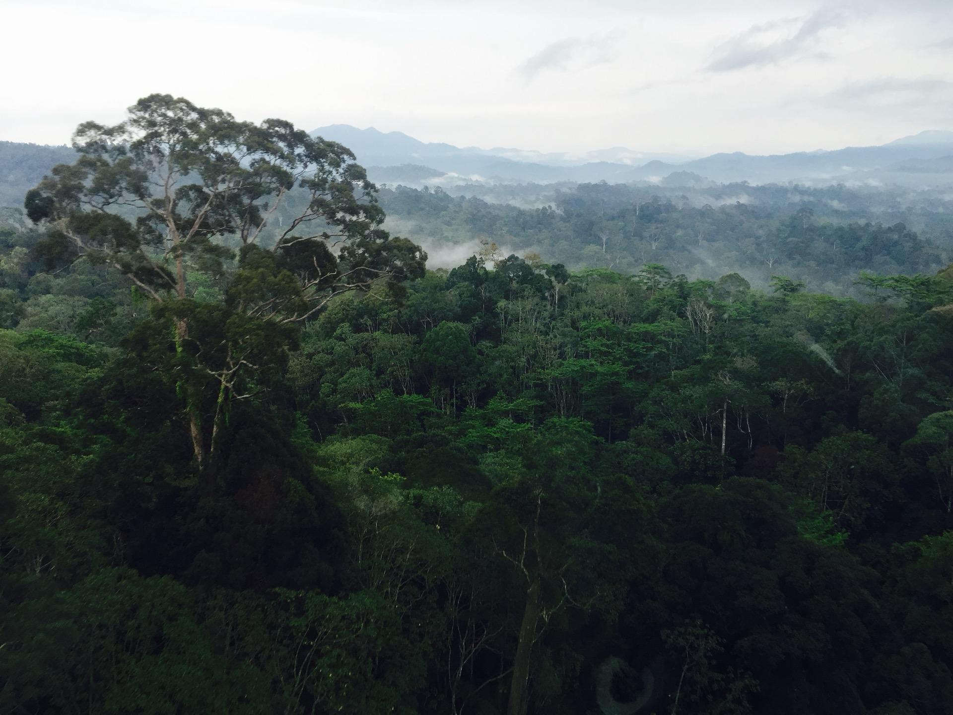 Aerial view of tropical forest canopy