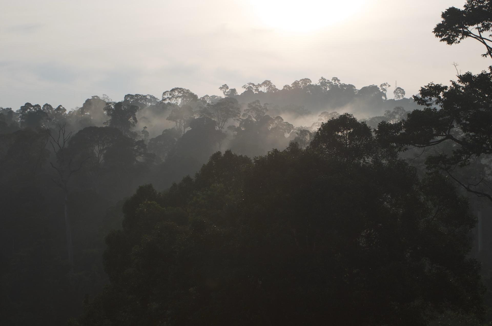 Rainforest canopy in Borneo at dawn